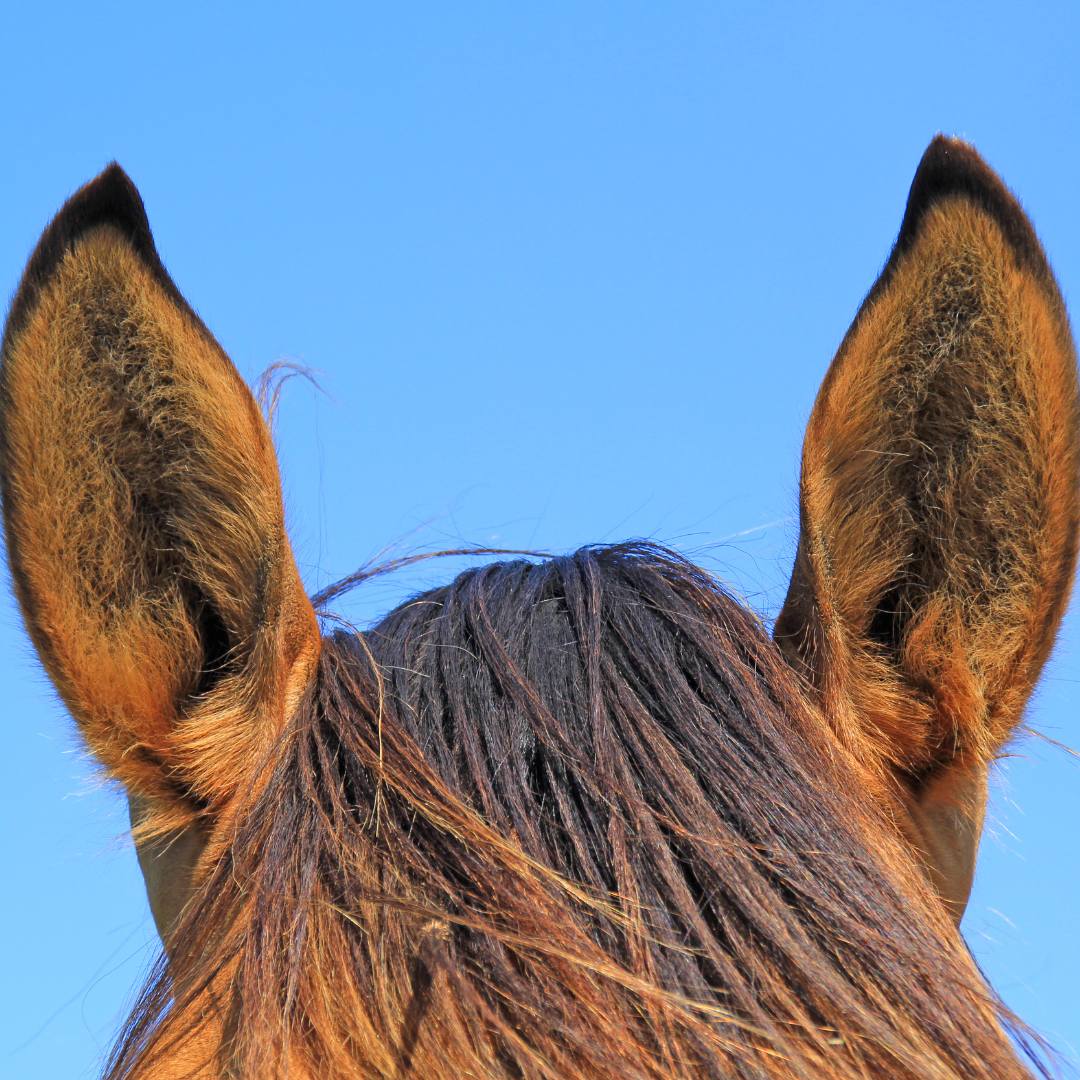 Was Physio und Osteo für dein Pferd tun können